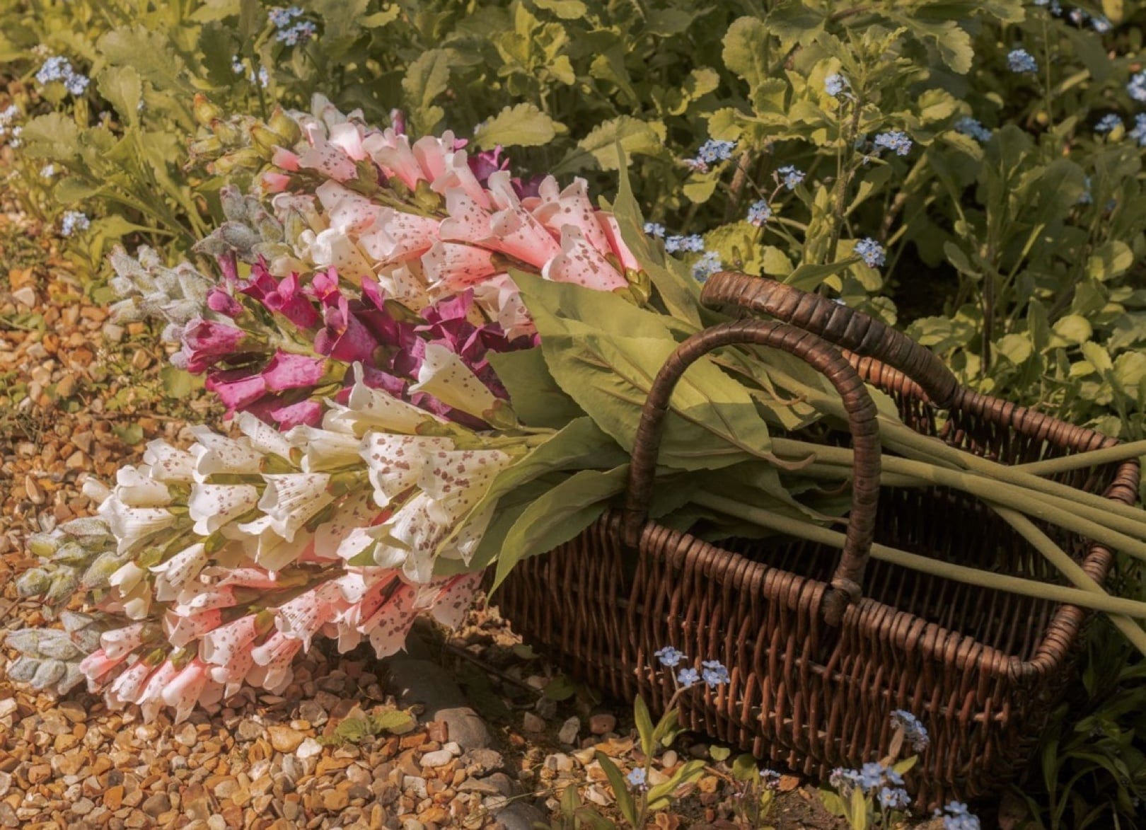 Saint & Sofia - Lavender Lane