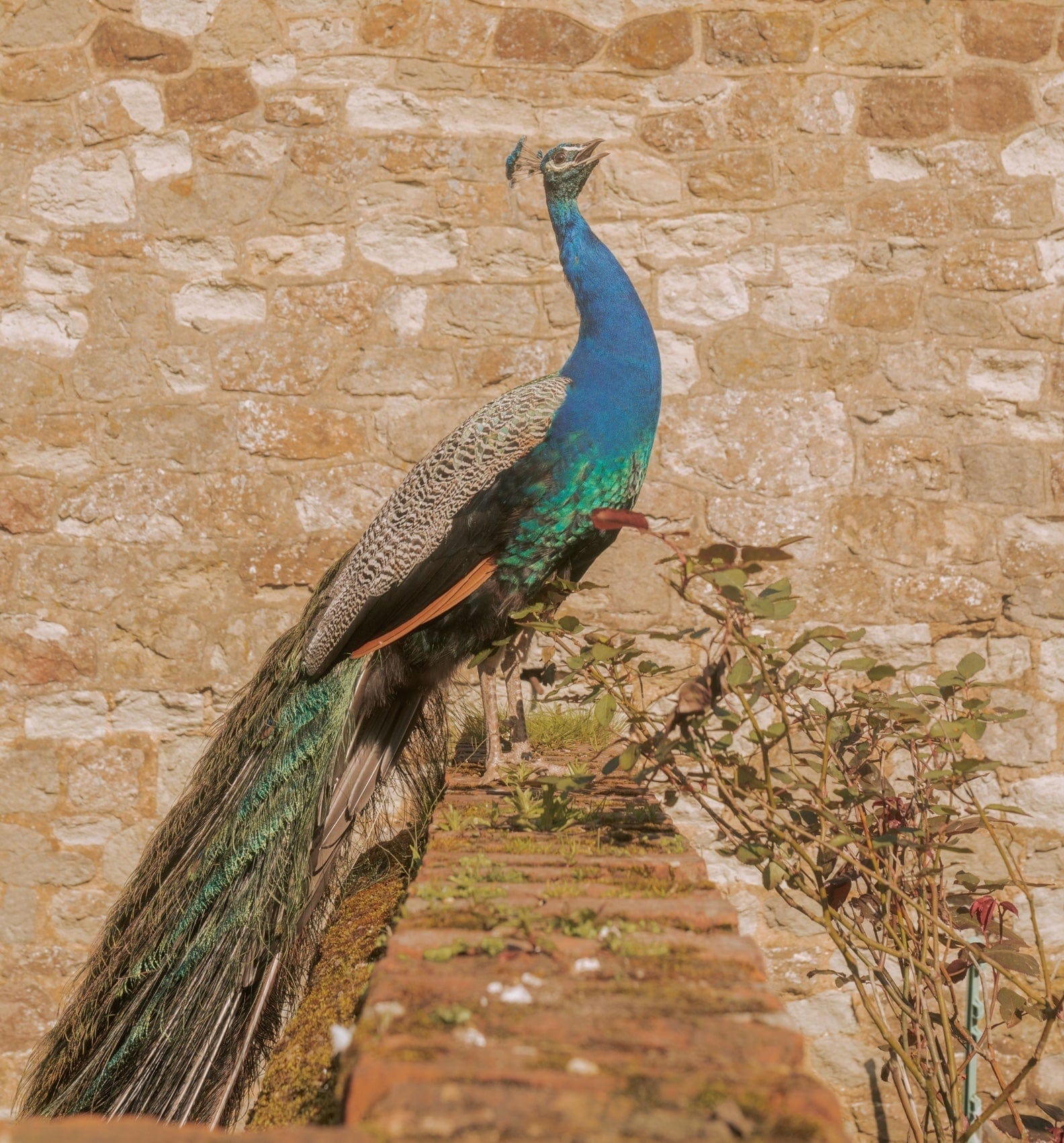 Saint & Sofia - Lavender Lane