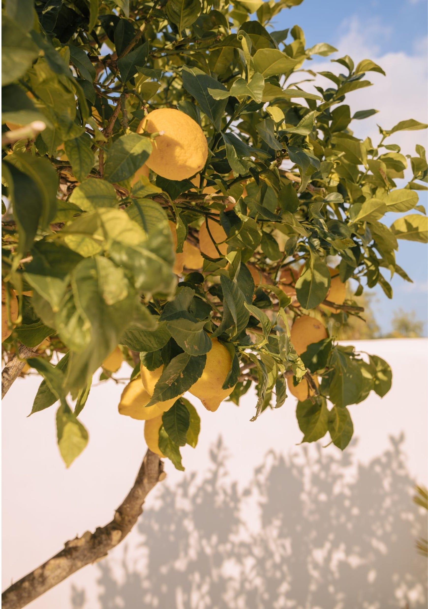 Saint & Sofia - Campaigns - Paradiso