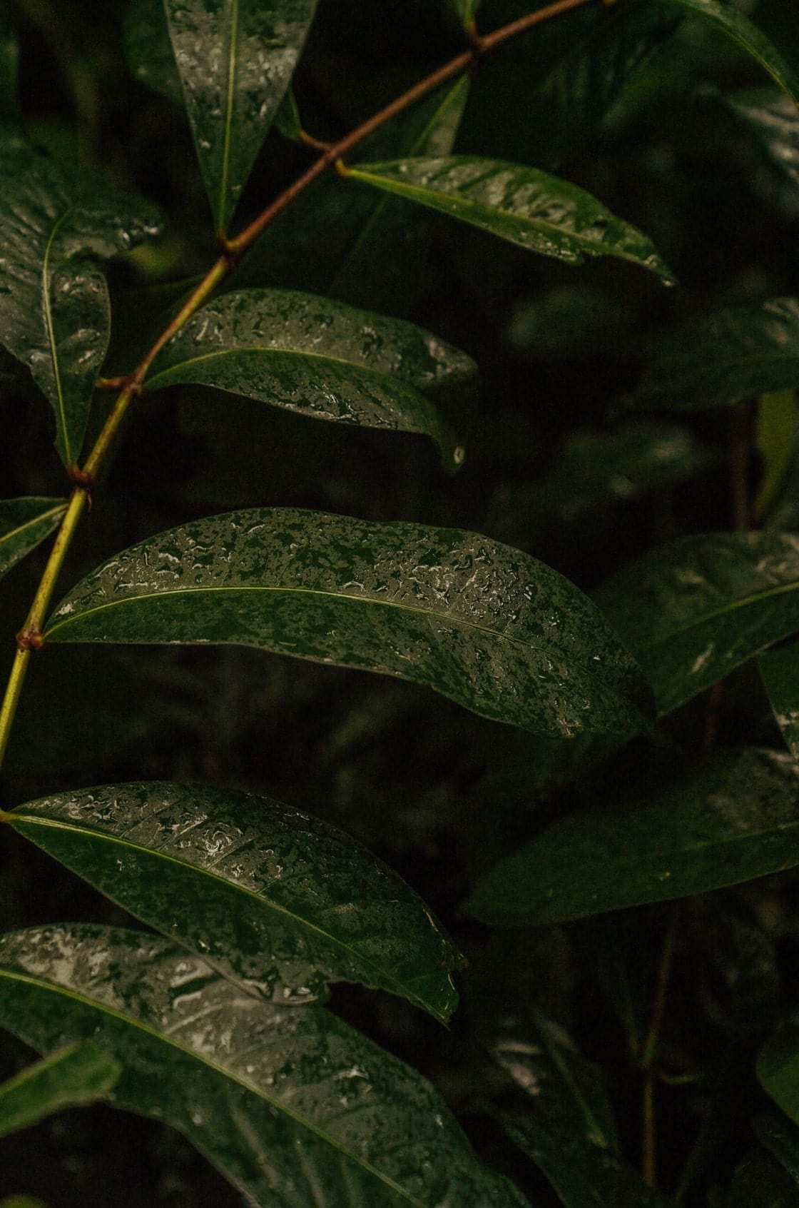 Saint & Sofia - The Botanist